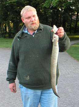 Aal (80 cm und 1.250 Gramm) – Günther Janssen