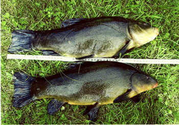 Schleie (50 cm), Schleie (50 cm) – Reinhard Kruse